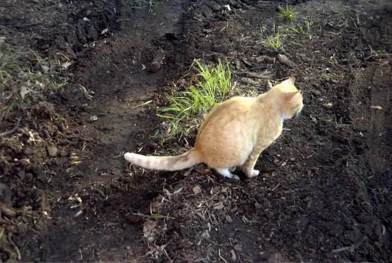 Katzen loswerden die im Garten auf Klo gehen