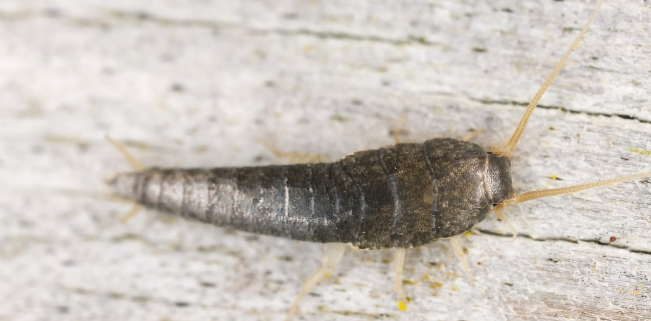 Was du gegen Silberfische in der Küche oder im Bad tun kannst! Was du gegen Silberfische in der Küche oder im Bad tun kannst!