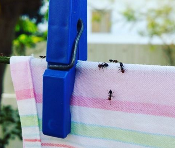 Wie du wirksam, ganz einfach und ohne Chemie Ameisen bekämpfst!