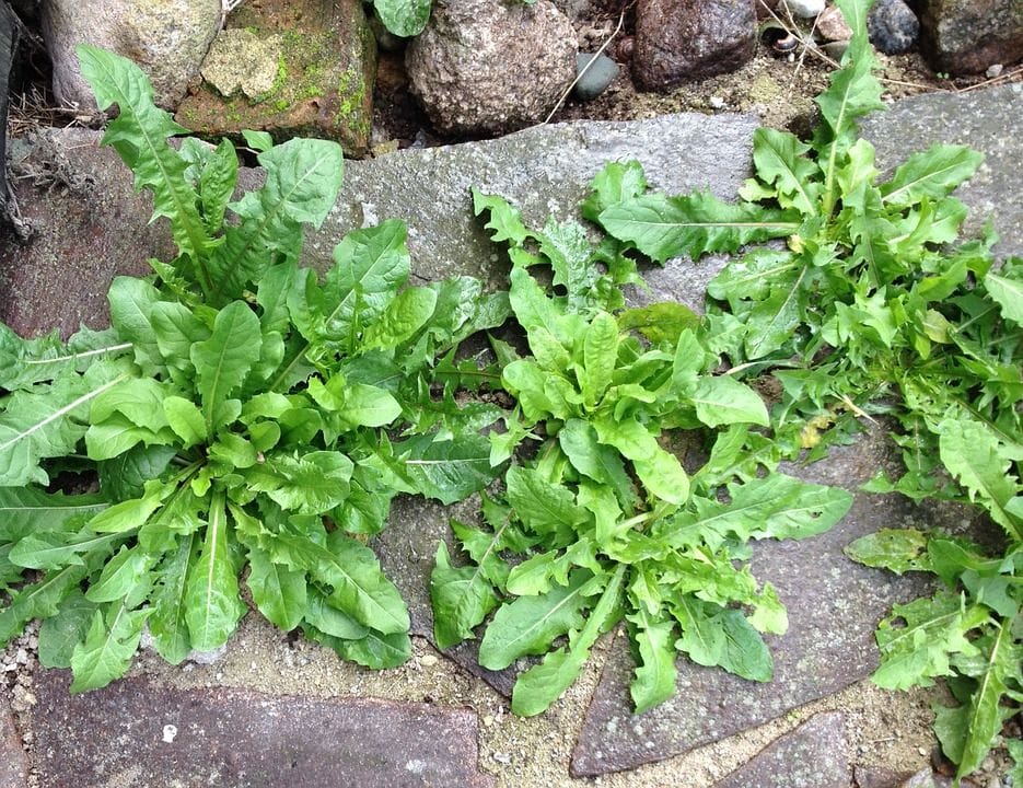 Gegen diese natürliche Mittel hat hartnäckiges Unkraut ... scientific flower diagrams 