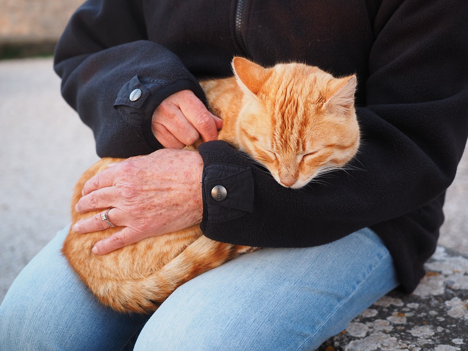 katzenschnurren