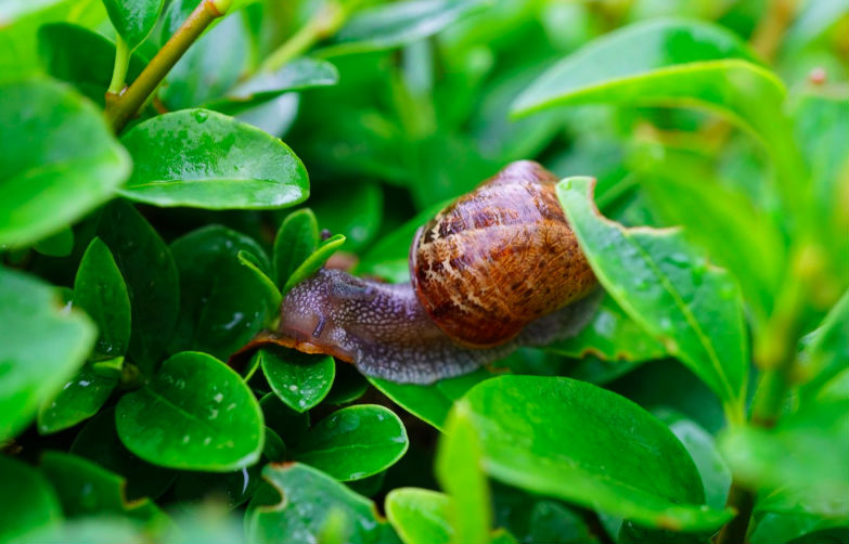 Schneckenplage im Garten? Mit diesem tierfreundlichen Trick machen sie