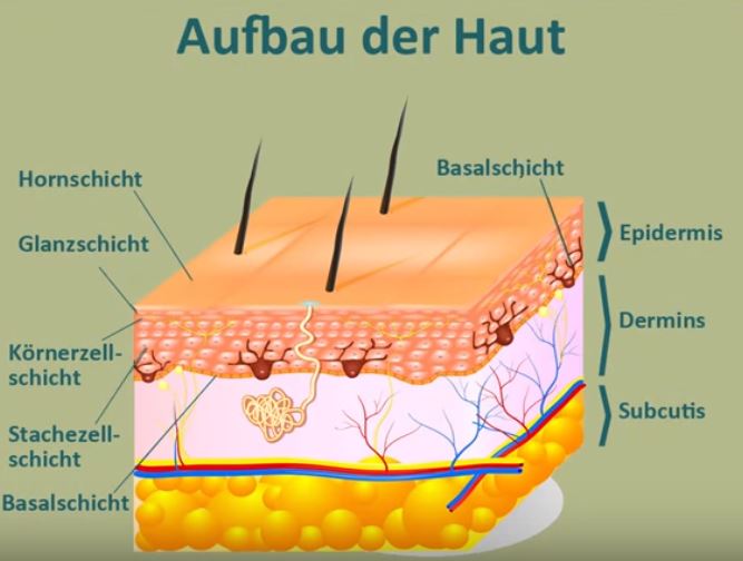 Aufbau der haut