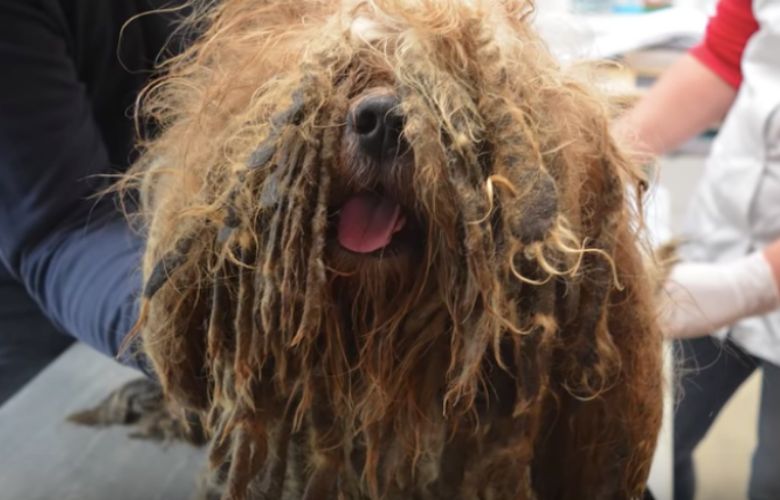 So sah Bob aus, als der Tierschutz ihn fand total verfilzt und
